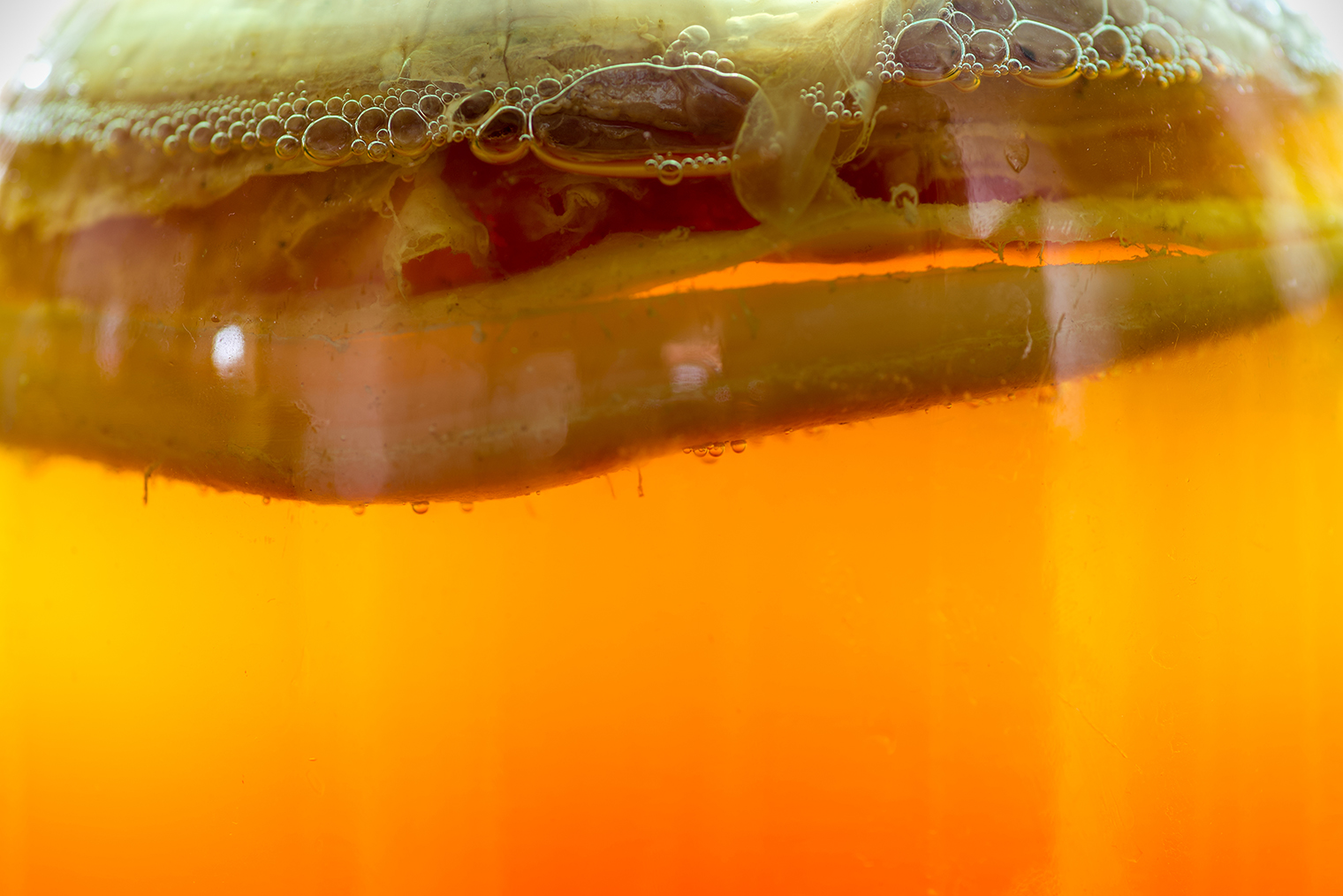 Пузырьки на поверхности чайного гриба — это нормально. Фото: Tatiana.Sidorova / Shutterstock.com