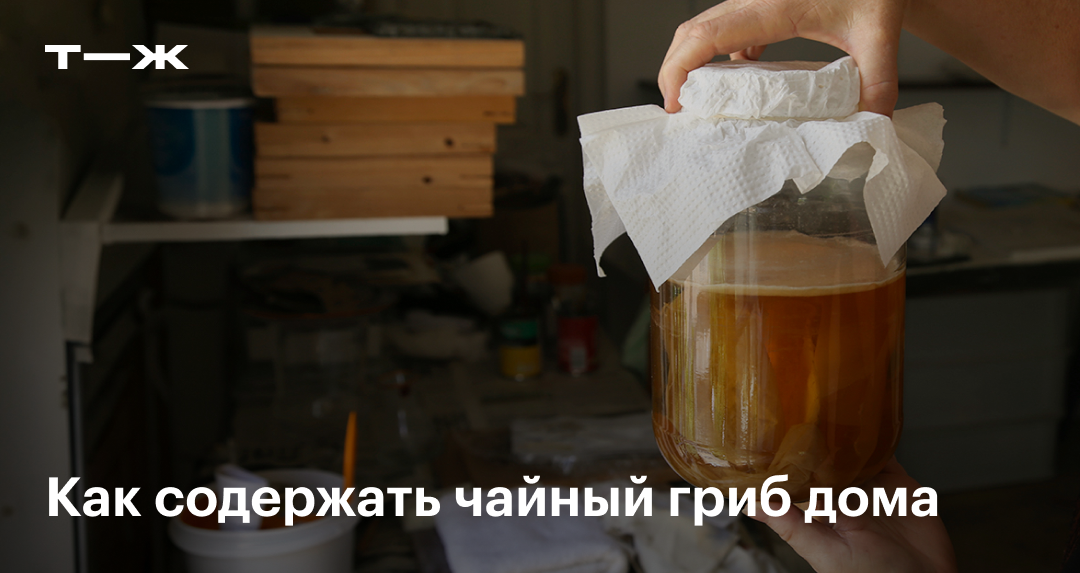 Комбуча: как вырастить чайный гриб, чтобы готовить полезный напиток дома