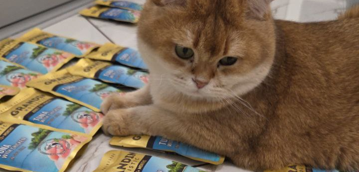 Фото питомца: шотландский кот Няфа недоволен доставкой