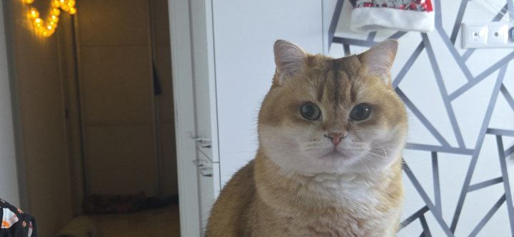 Фото питомца: шотландский кот Няфа сидит на обеденном столе