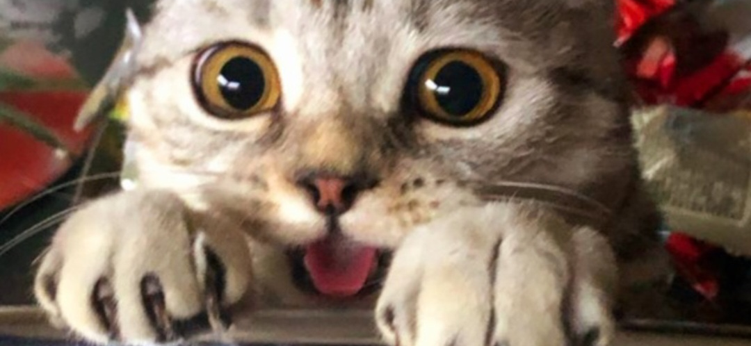 Фото питомца: шотландская вислоухая кошка Марфа позирует