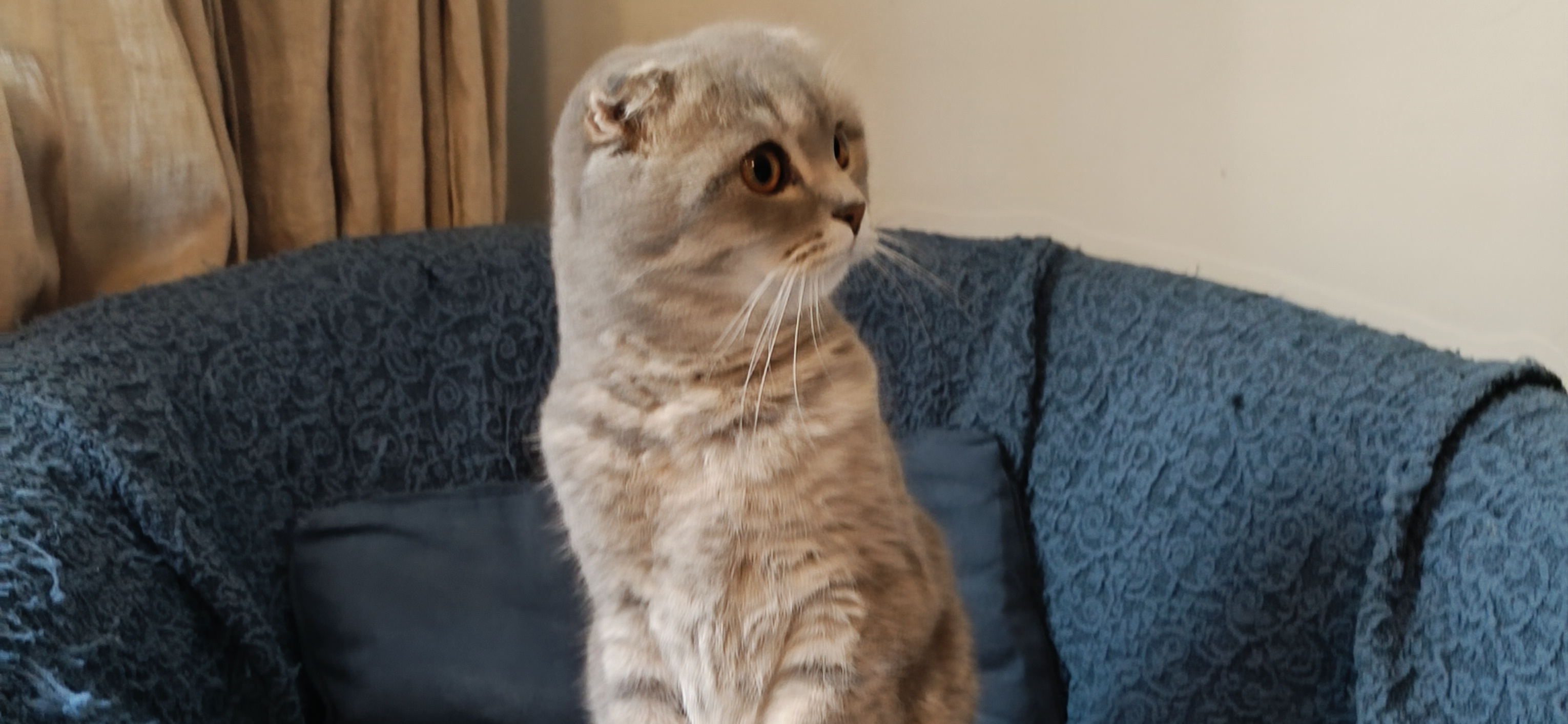 Фото питомца: шотландский вислоухий кот Проша изображает суслика