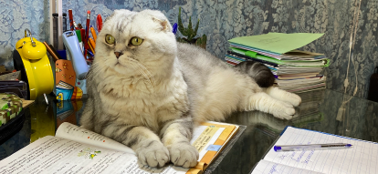 Дикая история: шотландский вислоухий кот Ученый стал семейным философом