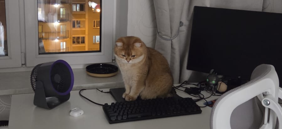 Фото питомца: шотландский кот Няфа бережет технику