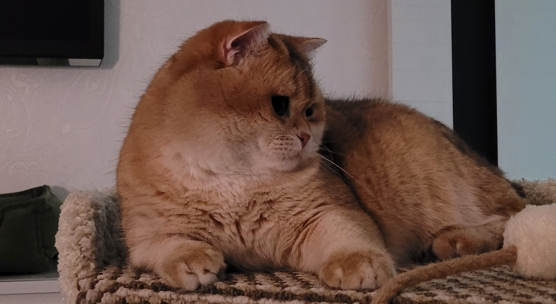 Фото питомца: шотландский кот Няфа позирует на когтеточке