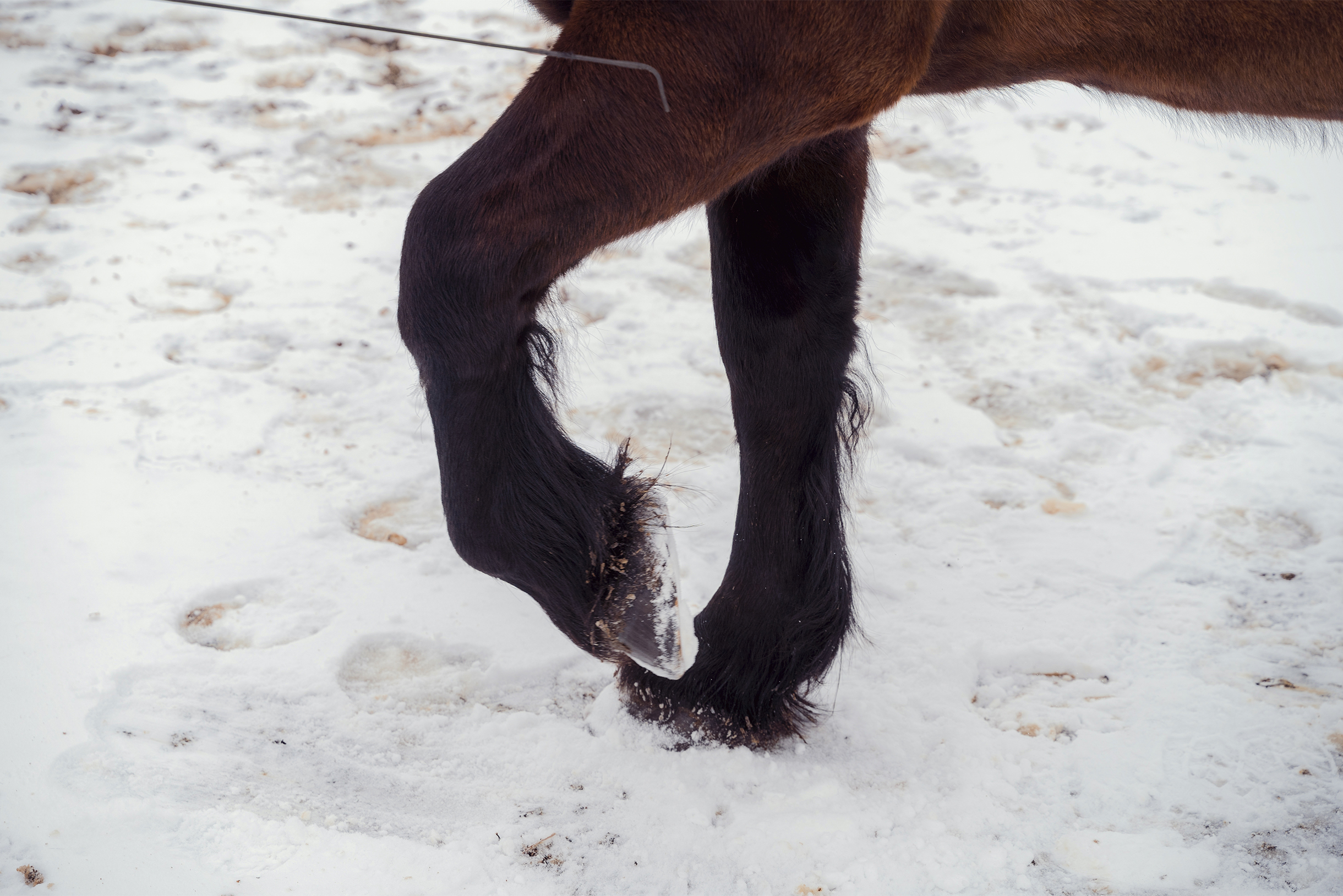 Семен демонстрирует приемы лошадиного фотомоделинга: посмотрите, какой изящный изгиб