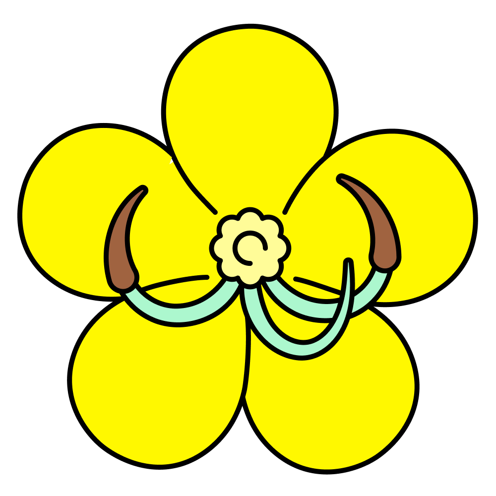 Правда ли, что сенна — хорошее слабитель­ное?