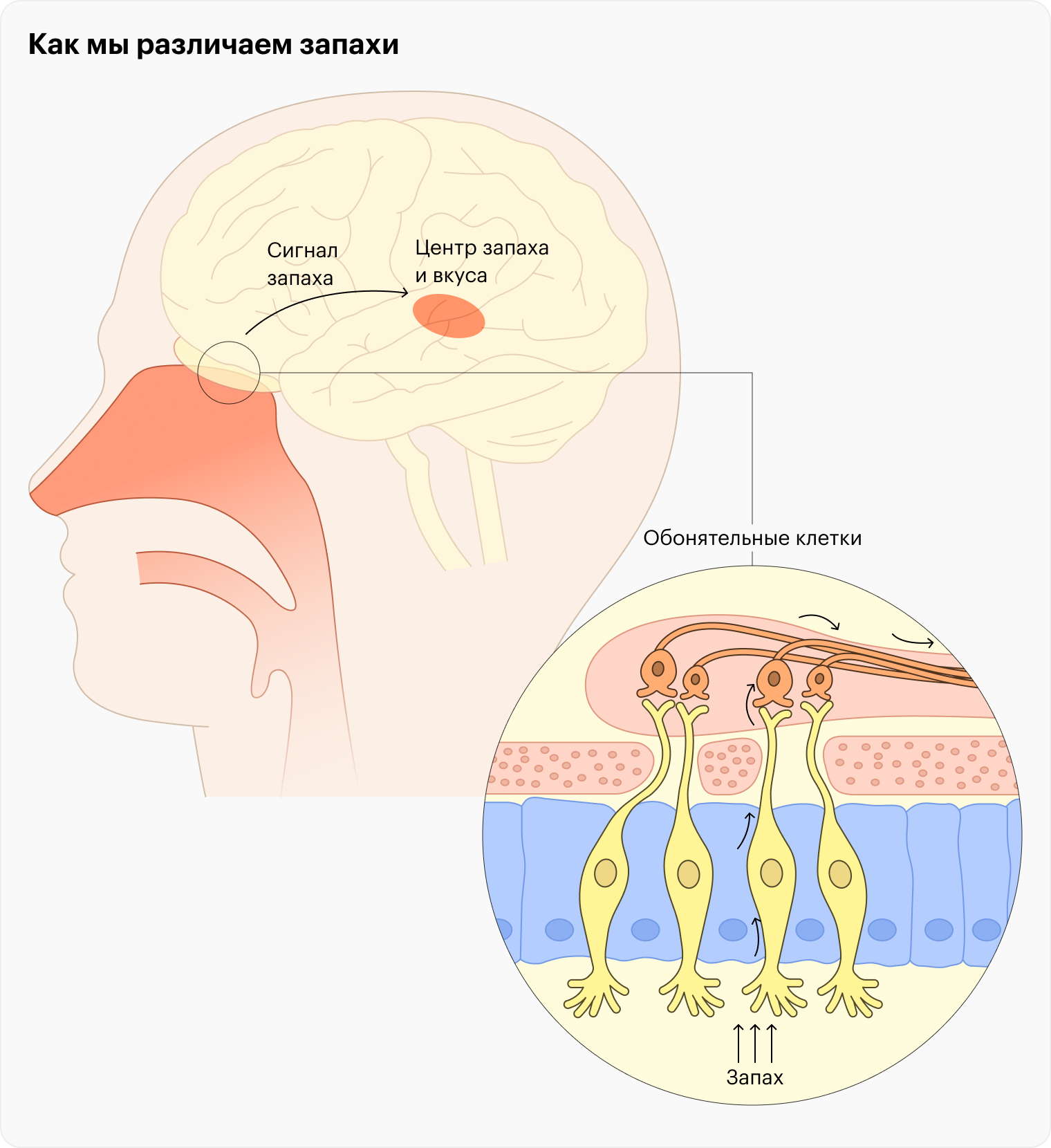 Если запах плохо поступает к обонятельным клеткам, в мозг почти не поступает нужной информации, и мы не чувствуем запаха