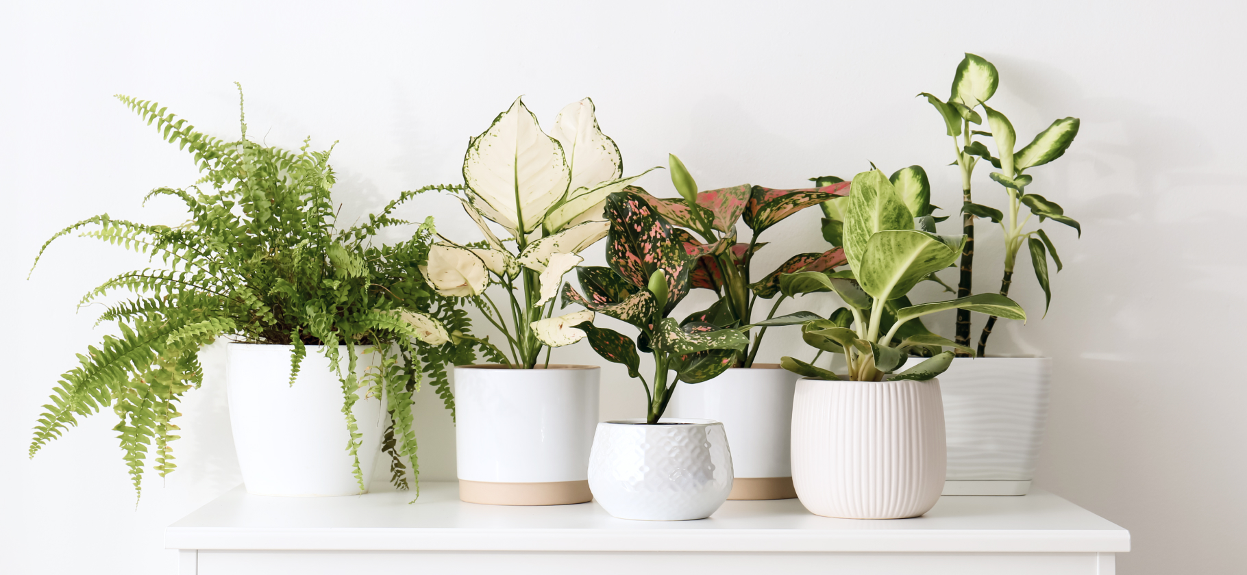 9 капризных, но очень красивых комнатных растений