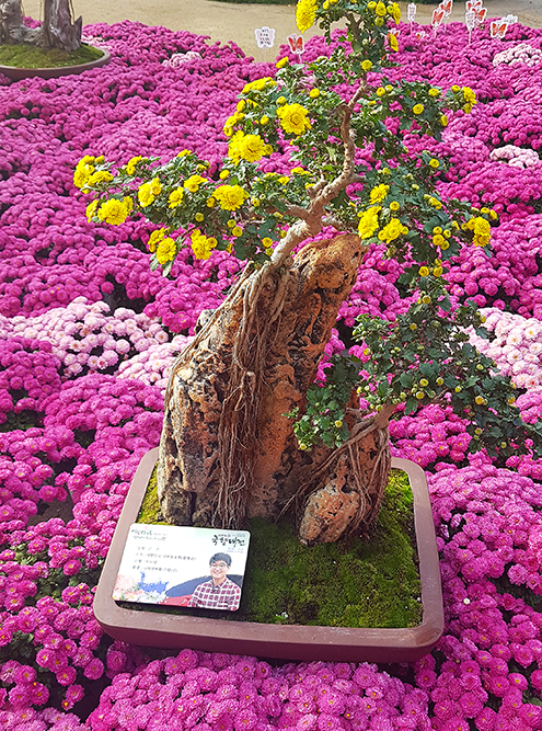 Цветущий бонсай растет прямо на камне, словно настоящее большое дерево где⁠-⁠то в горах