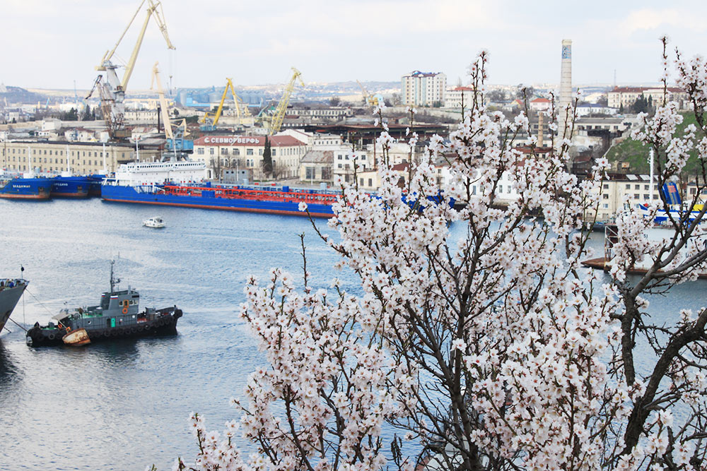 Цветущие деревья на фоне военных кораблей — мой любимый вид в Севастополе