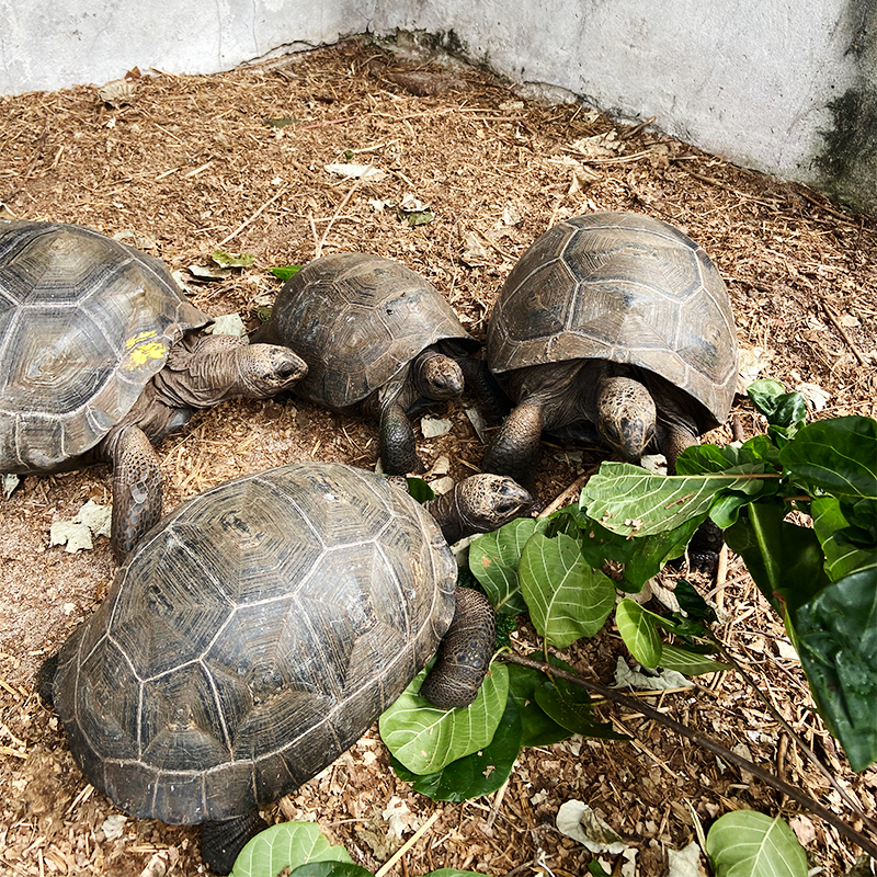 Маленькие черепахи в вольере. Когда они вырастают, им ставят специальные метки, которые позволяют следить за состоянием отдельных особей