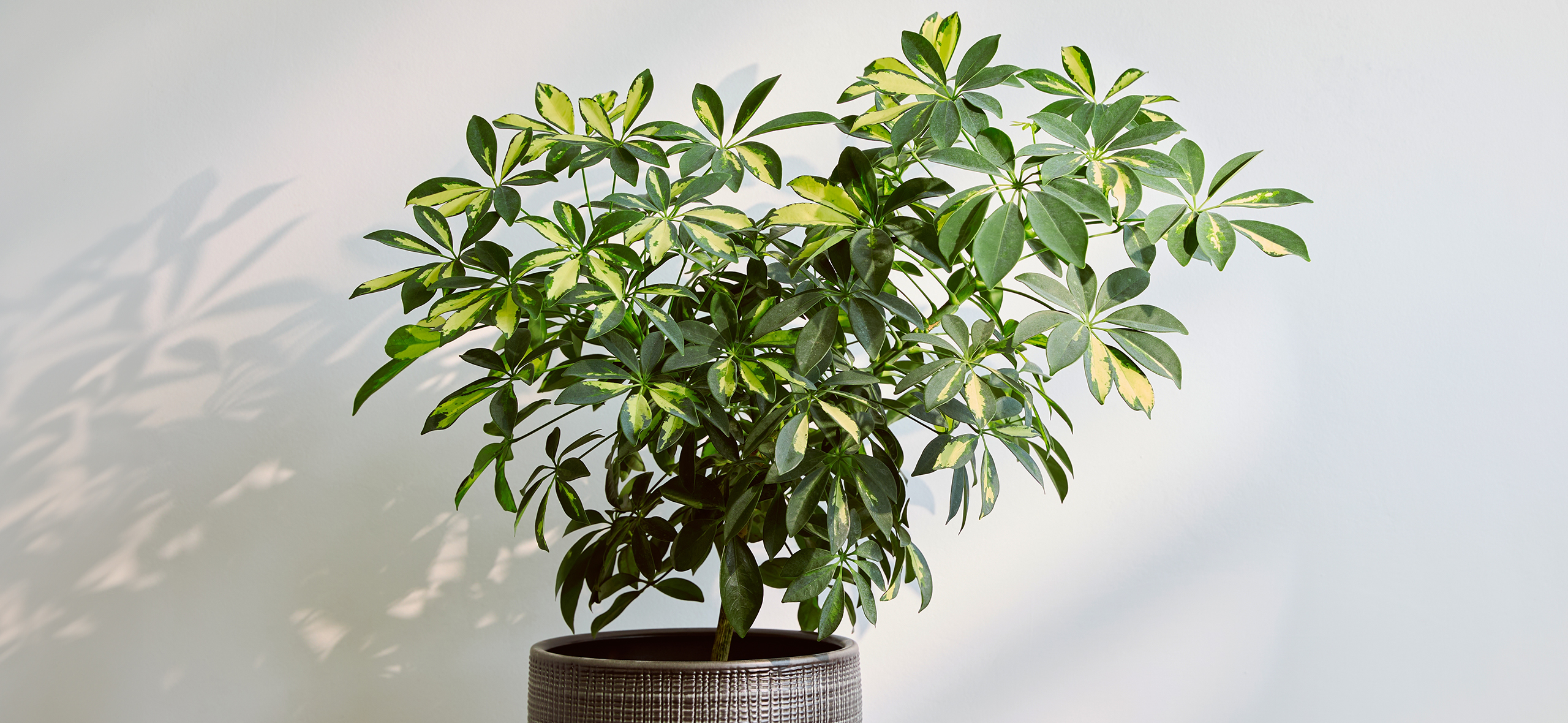 Шеффлера: эффект­ное дерево для дома и офиса