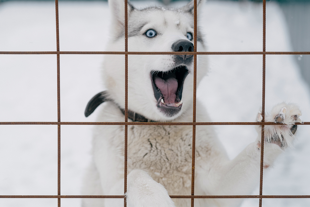 Голубоглазая Вийка в белой шубке — пример того, что в приют попадают не только беспородные собаки. Это молодая хаски с типичными признаками породы: она активная, жизнелюбивая, смелая, хитрая и очень обаятельная