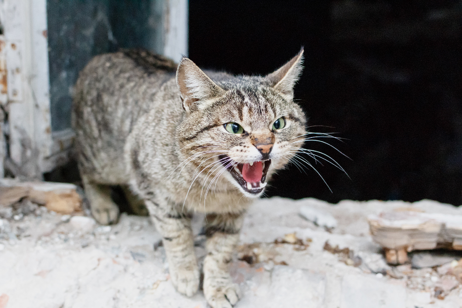 Агрессивная кошка нападает и кусается: что делать и как отучить