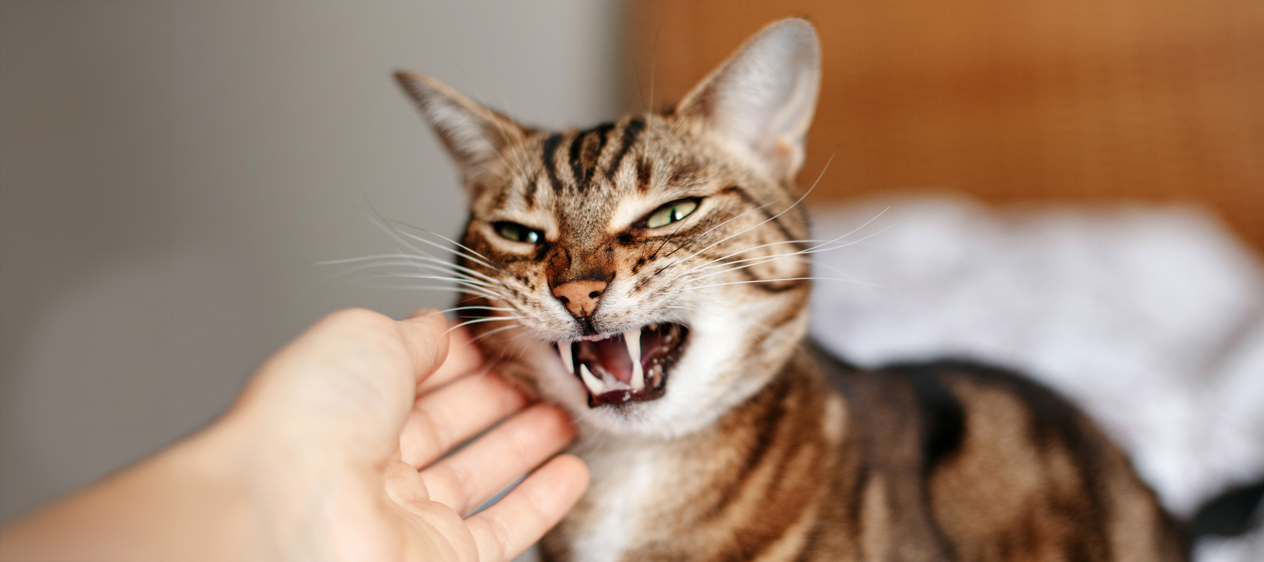 кошка агрессивная что делать