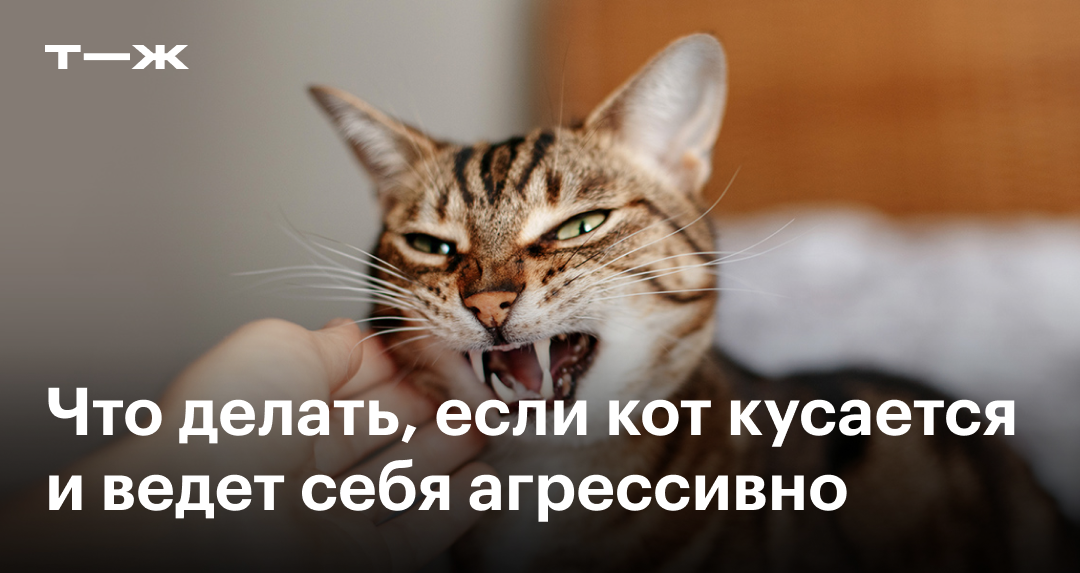 Агрессивная кошка нападает и кусается: что делать и как отучить