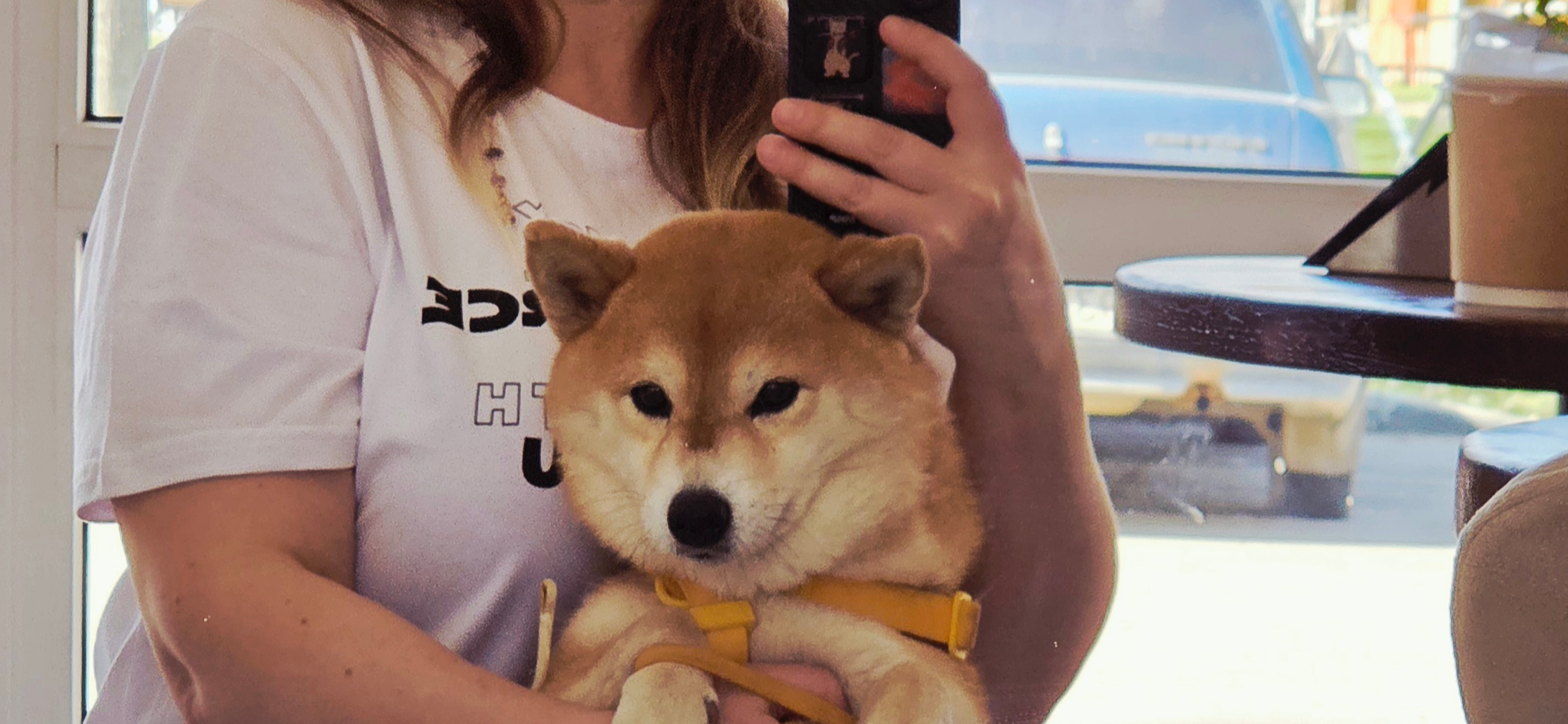 Как я восстанавливаю психику сиба-ину Итоши после «элитного» груминга