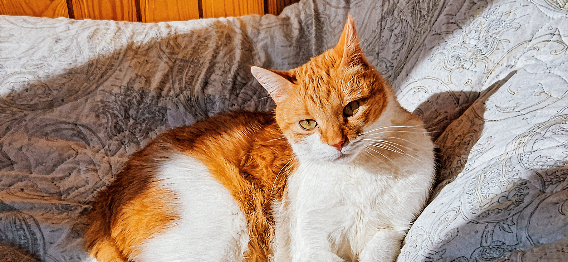 «Кошка всегда там, где свет»: 10 питомцев в лучах солнца