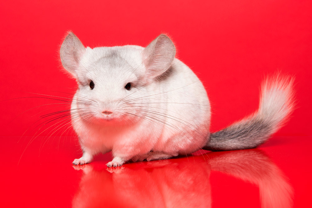 Отличия между хомяком и крысой
