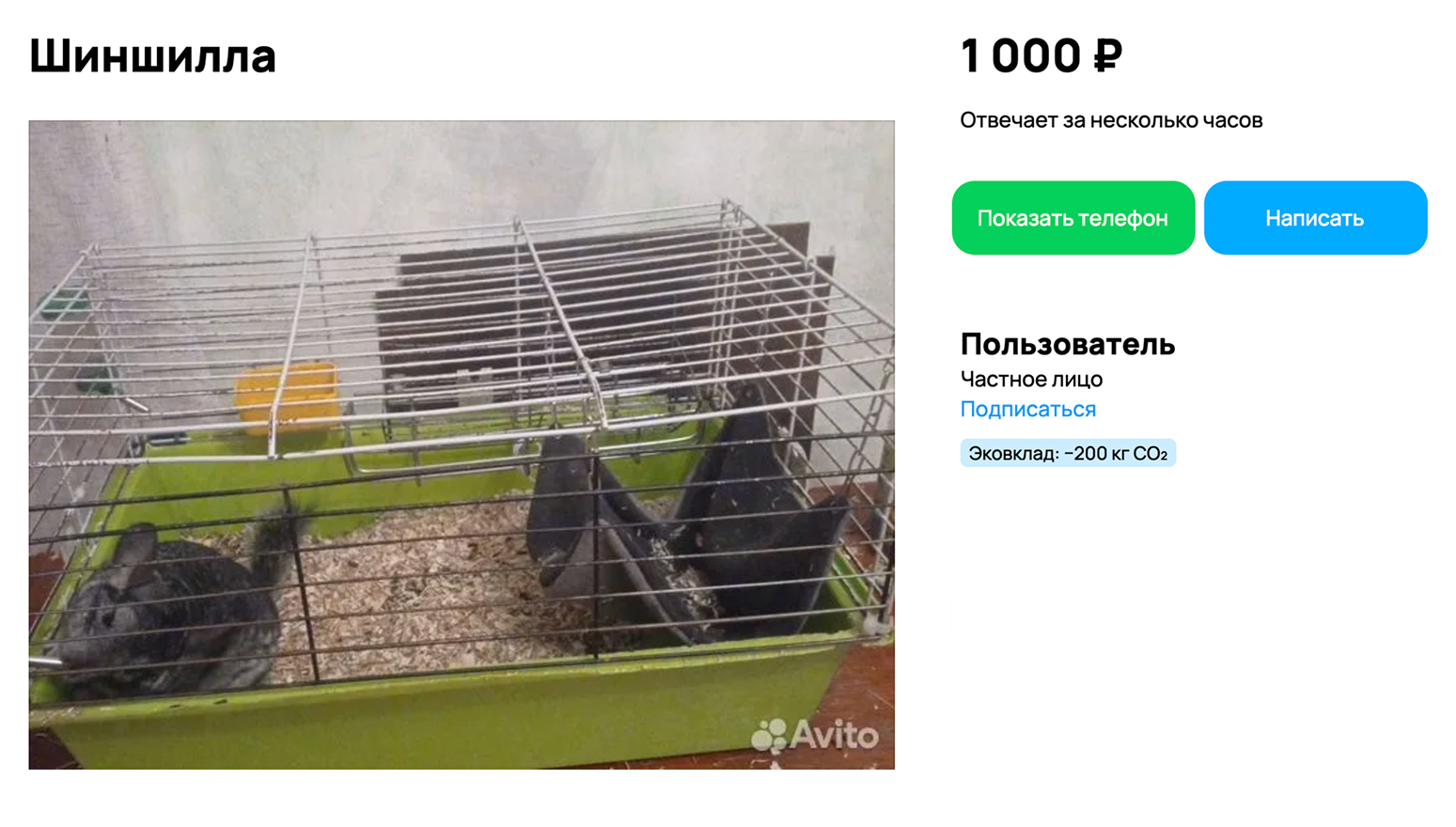 Эту шиншиллу держали в стесненных условиях — зверьку практически нечем заняться в клетке. Скорее всего, это отразится на его здоровье и поведении. Источник: avito.ru