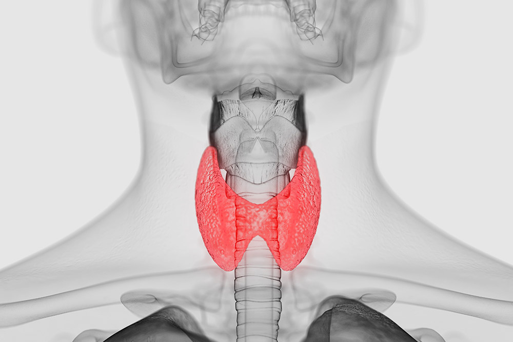 Щитовидная железа располагается в передней части шеи и по форме похожа на бабочку. Источник: Sebastian Kaulitzki / Shutterstock