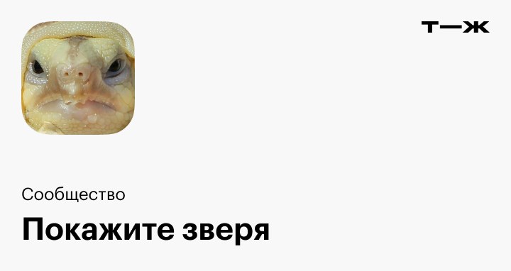 Фото питомца: кот Финдус — самый мудрый кот