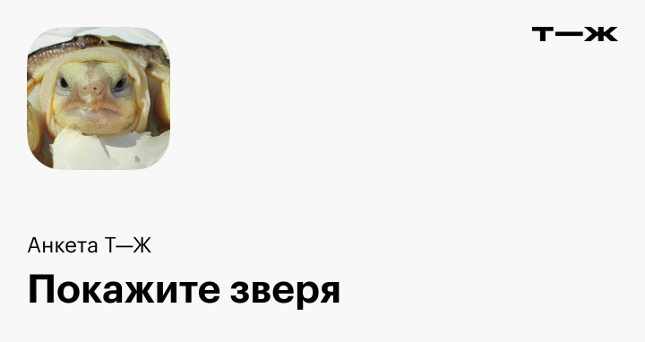 Фото питомца: кот Ларсик презирает фотосессии