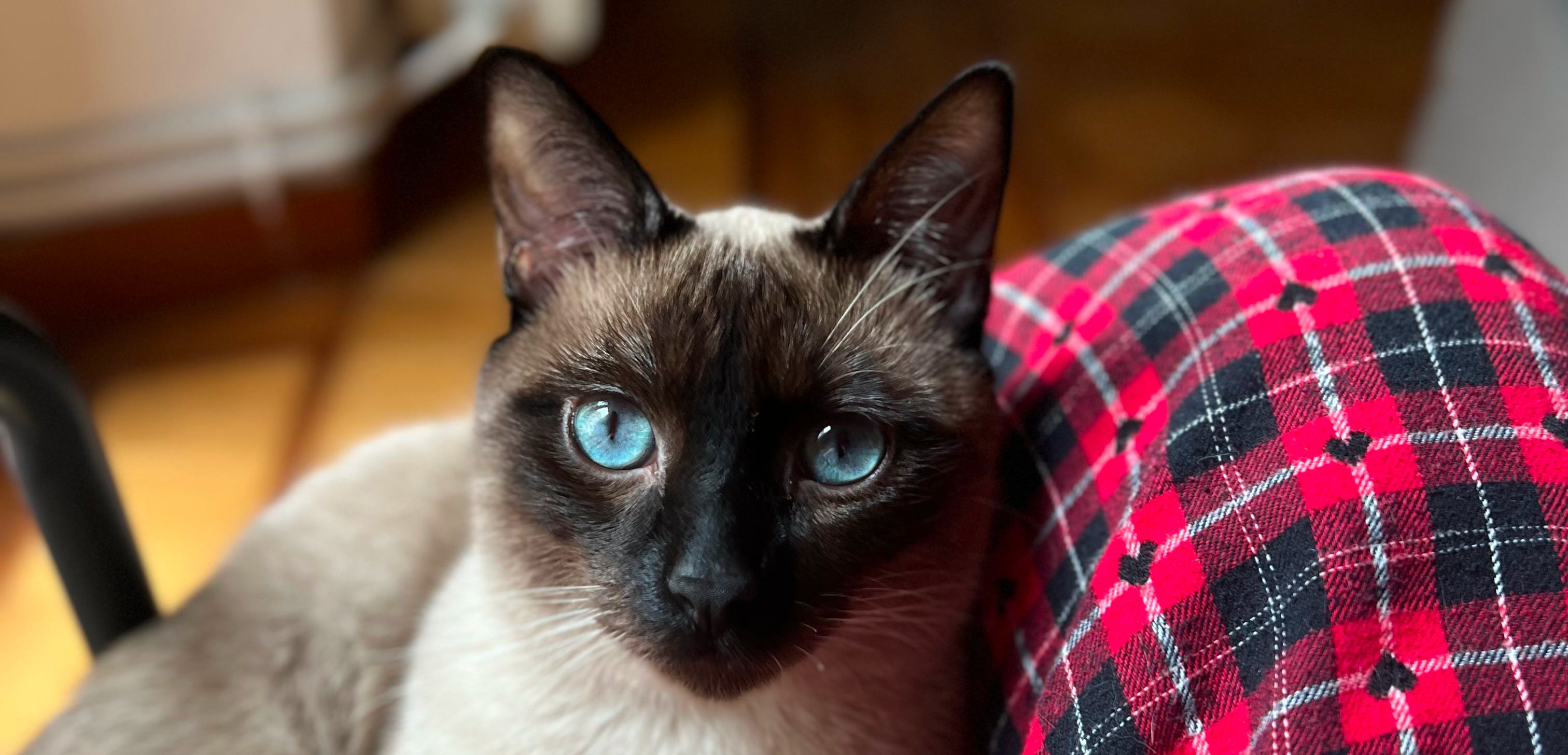 Мы живем с сиамским котом Рафом и тратим на его содержание 1 684 € в год