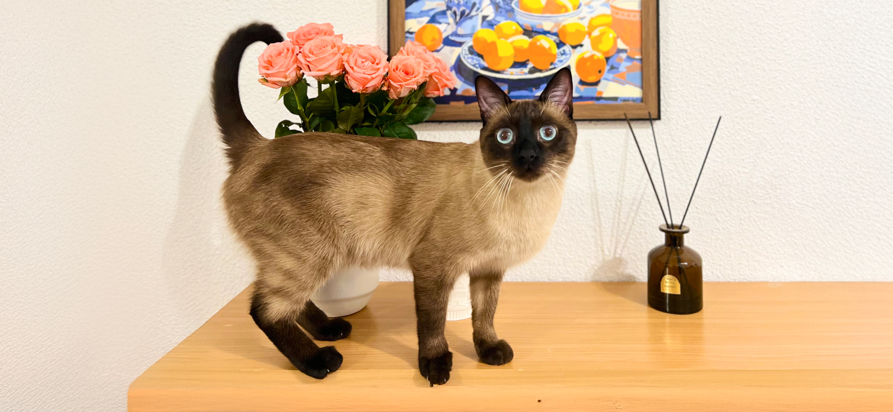 «Избалован нами до неприли­чия»: я трачу 1 952 € в год на содержание кота в Испании