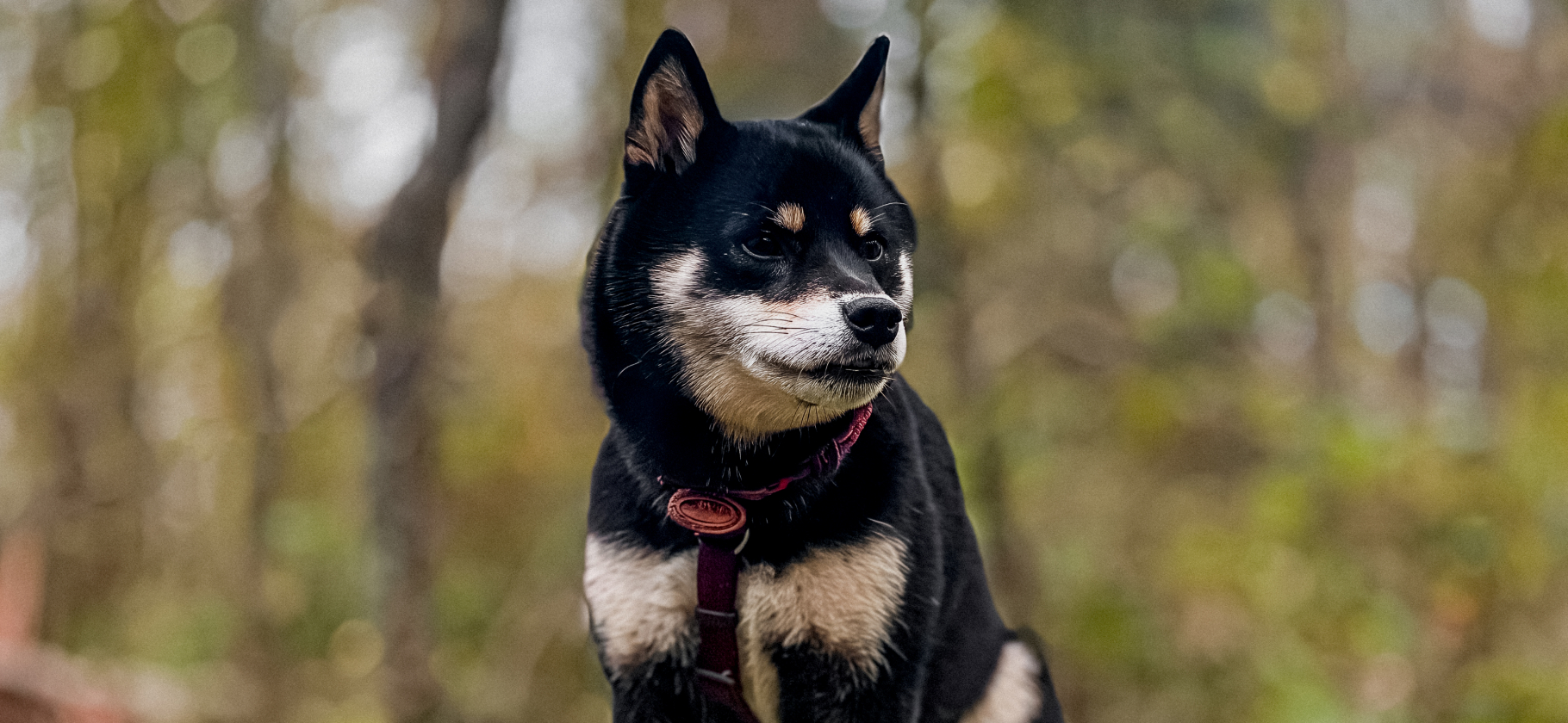 «Любая команда проходит согласование»: отзыв о породе шиба-ину