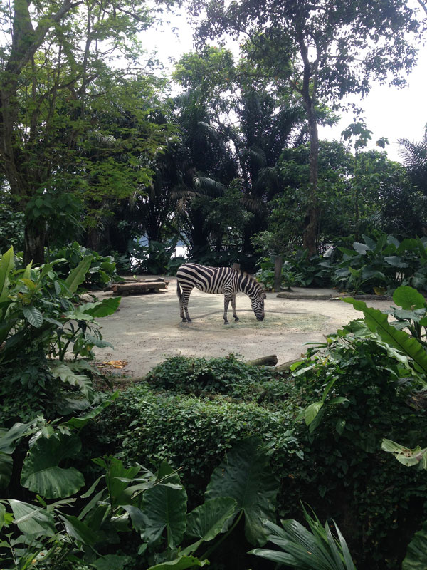 Еще в Сингапуре очень большой зоопарк, где все животные живут в условиях, максимально приближенных к естественной среде обитания: никаких вольеров