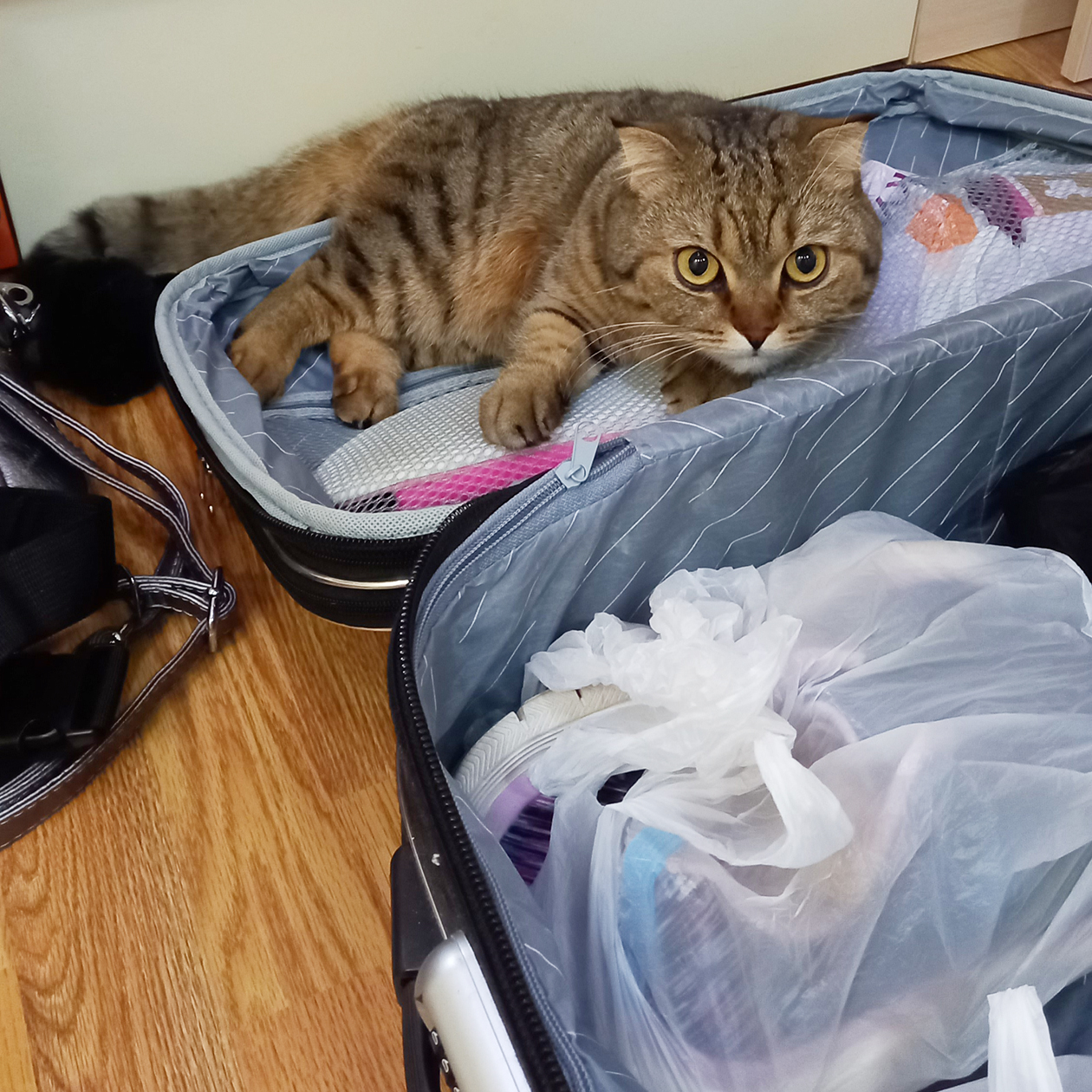 Я следовала рекомендациям и паковала основные вещи в один чемодан. Наша кошка Бусинка тоже претендовала на место в нем, но конкурсный отбор в «Сириус» не прошла. Пришлось оставить ее дома