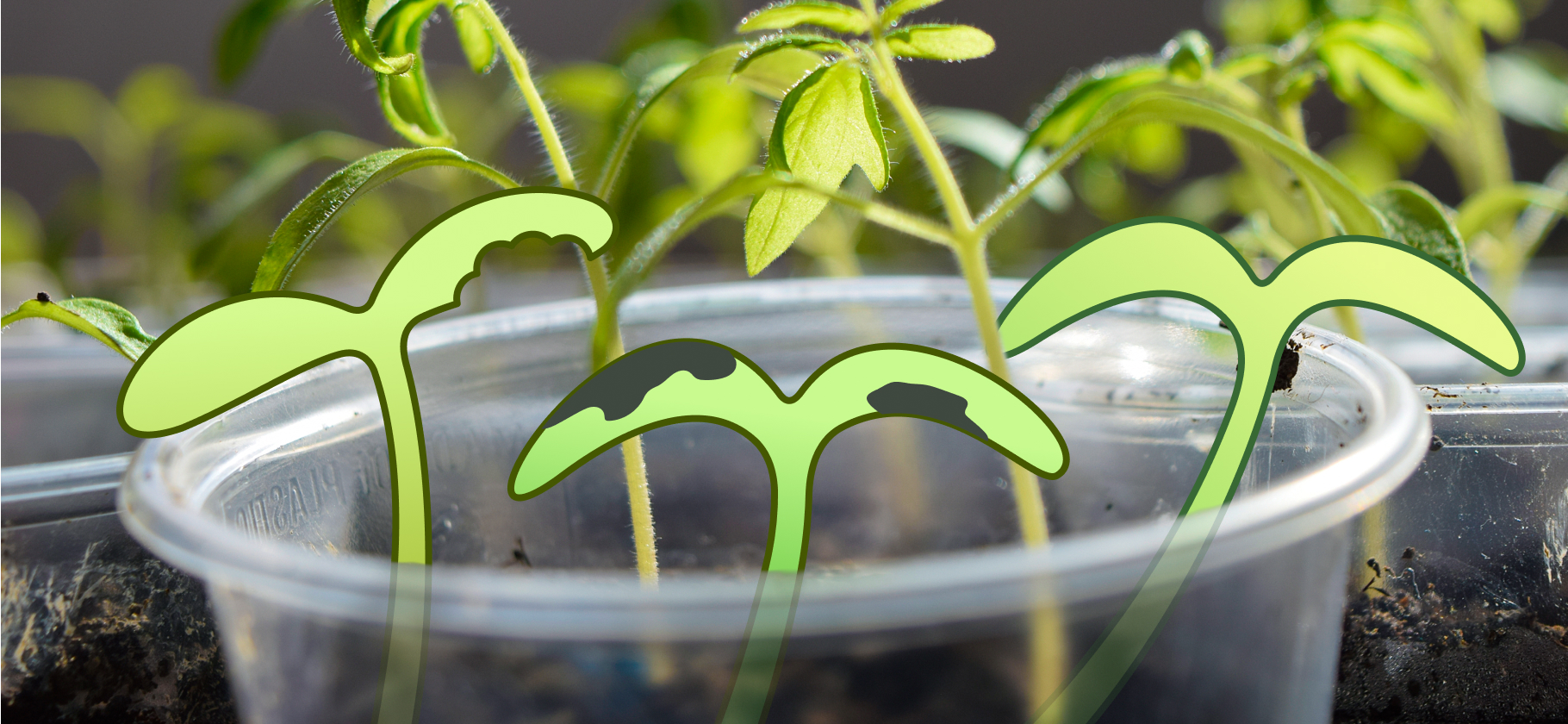 7 признаков, что с рассадой что⁠-⁠то​ не так, и советы специалиста, как это исправить