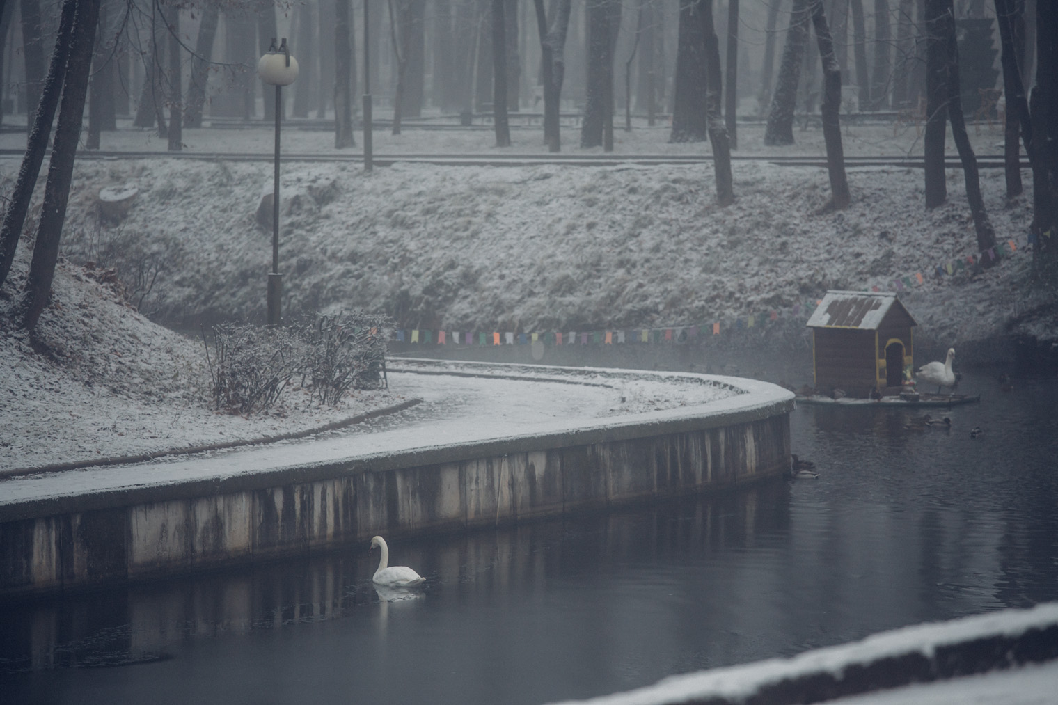До первых заморозков в пруду Лопатинского сада плавают лебеди, а на зимовку их увозят в теплый вольер