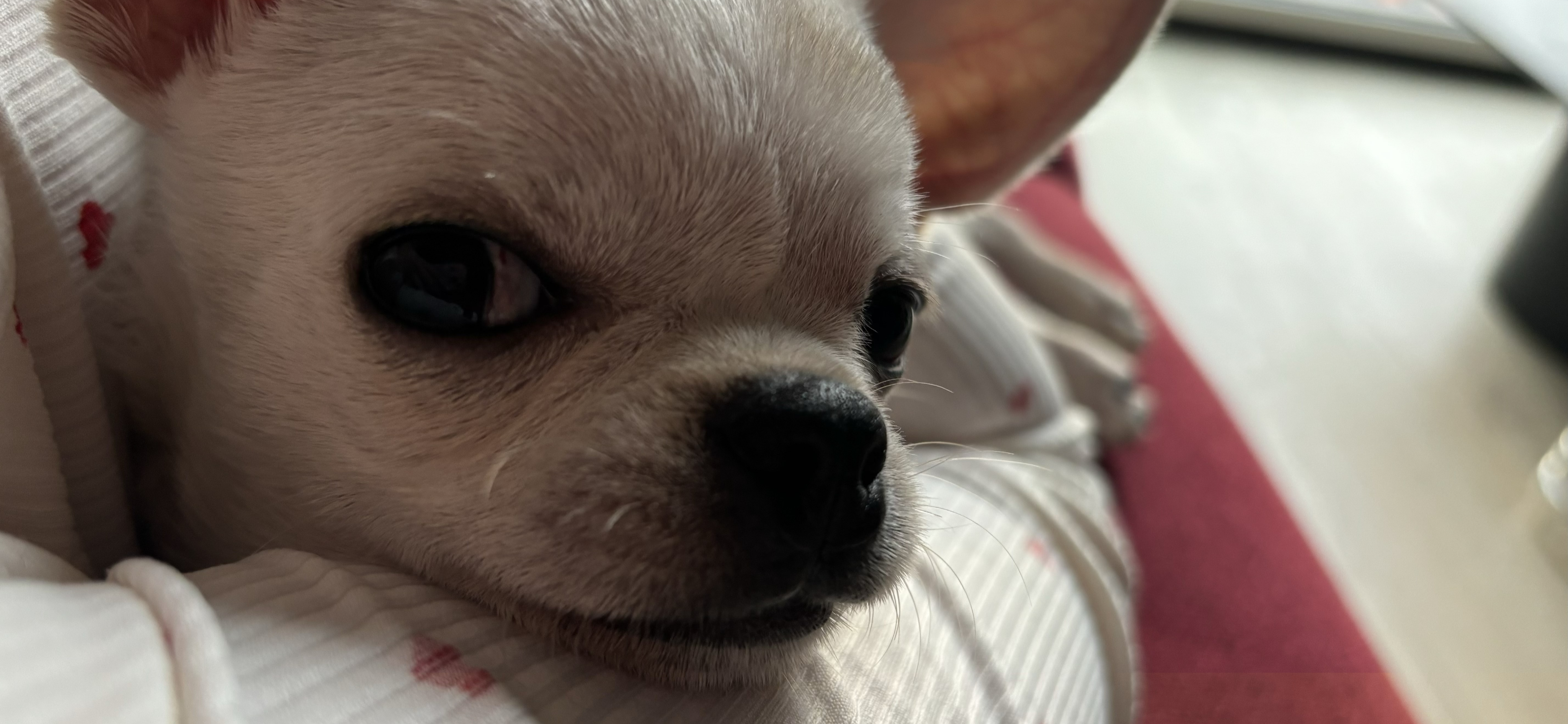 Я живу с чихуахуа Куксу и потратила на его содержание около 223 000 ₽ за год