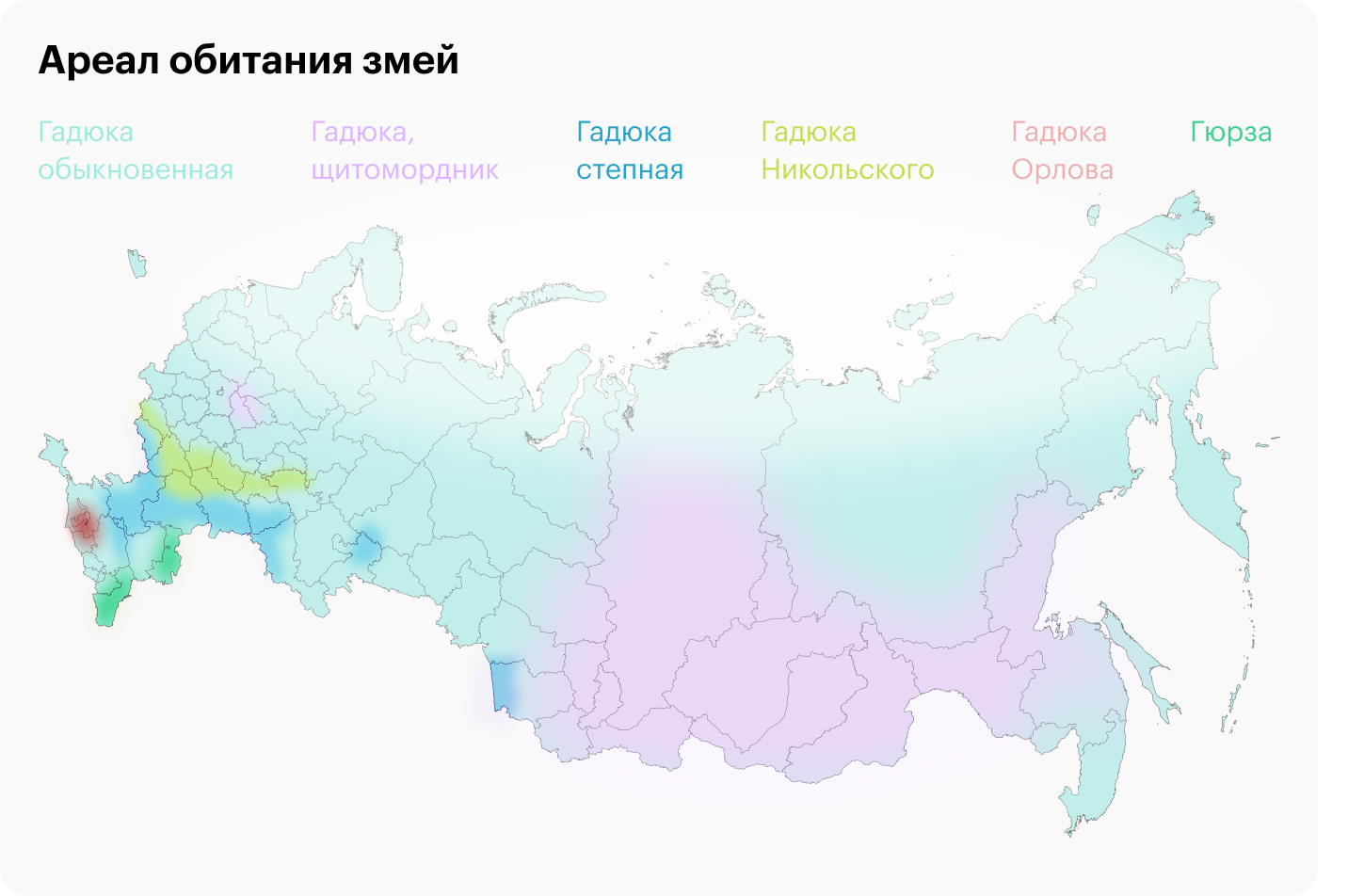 Гадюки живут не только в средней полосе, в России они встречаются чаще всего