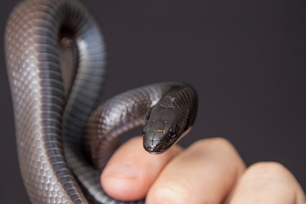 Так выглядит нигрита — черная морфа молочной змеи. В отличие от других молочных змей, склонна кусаться. Фото: Murilo Mazzo / Shutterstock