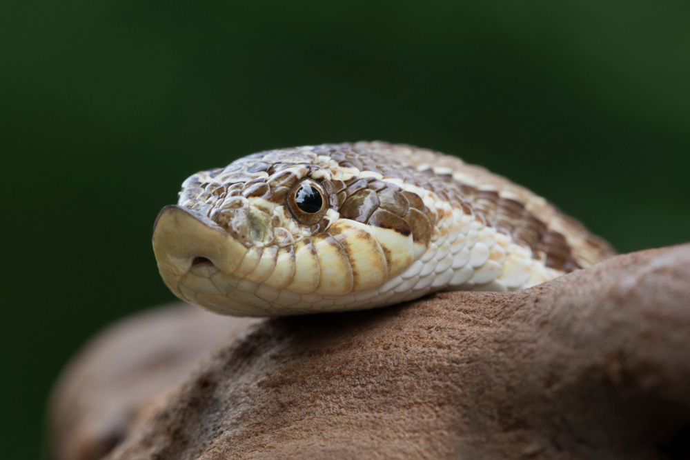Что едят змеи в домашних условиях