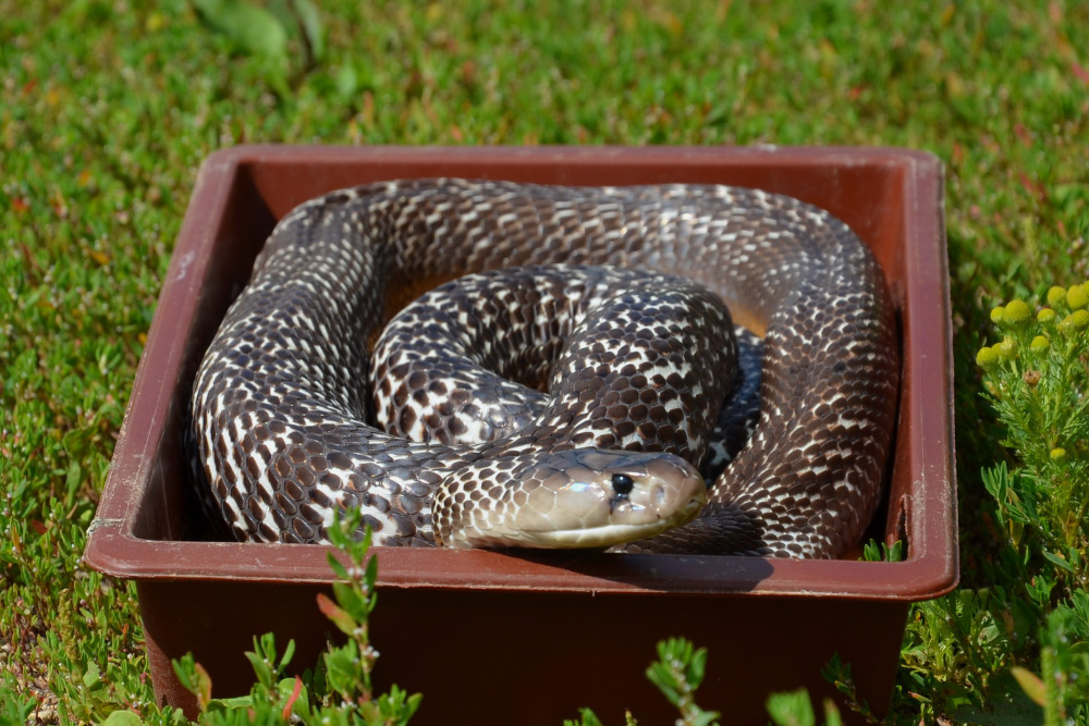 Некоторым видам, например кобрам, полезны солнечные ванны. Но нужно следить, чтобы змея не перегрелась и не сбежала