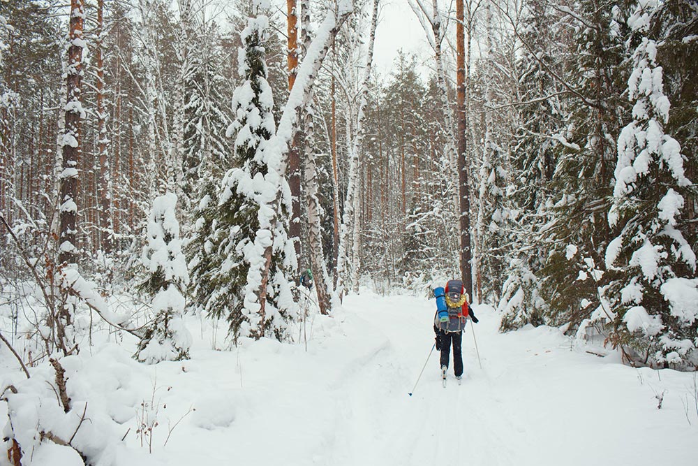 Зимний лес на юго-западе Гусь-Хрустального района Владимирской области, январь 2019 года