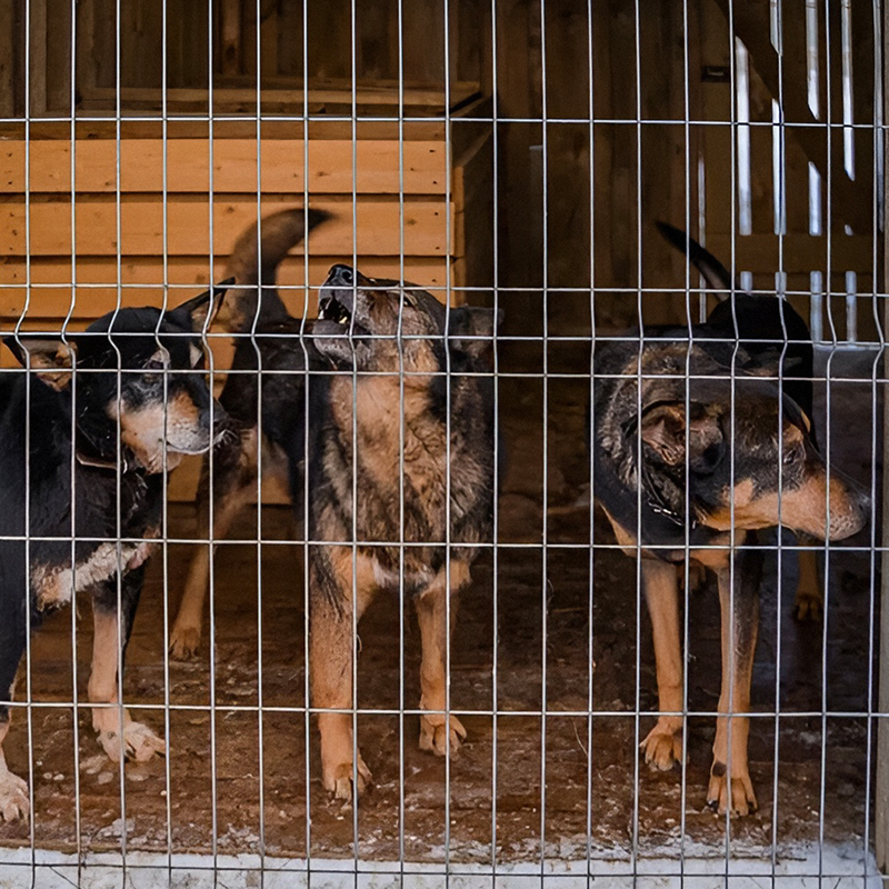 Собаки из приюта «Милосердие» в Турдееве