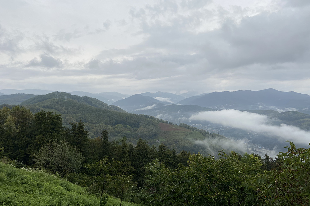 Чайные плантации в горах вокруг Уч-Дере