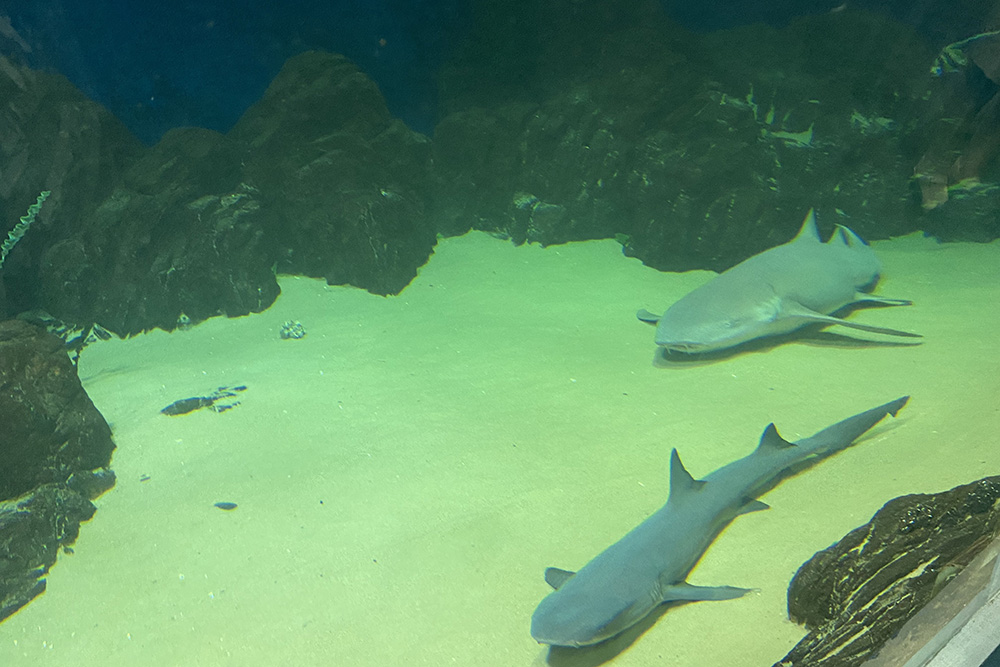 Я был в океанариуме два раза, и эти акулы всегда лежали на песке. Возможно, они ленивые