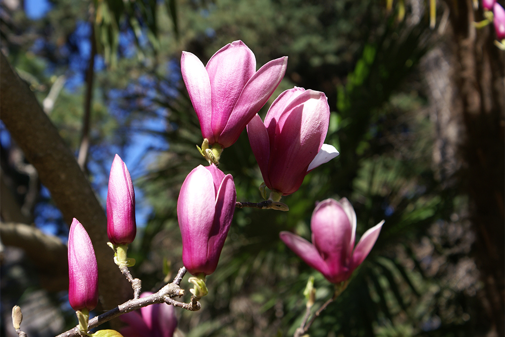 Самый красивый цветок — магнолия Суланжа. Она начинает цвести в конце февраля — марте