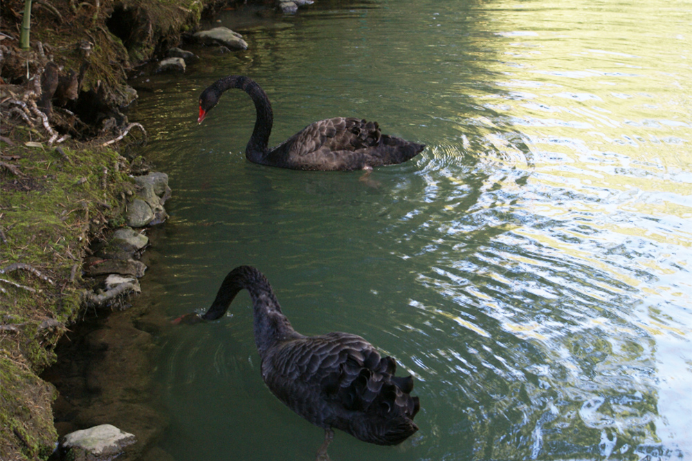 В нижней части дендропарка есть пруд с черными лебедями. Лучше их не кормить: птицам это не на пользу