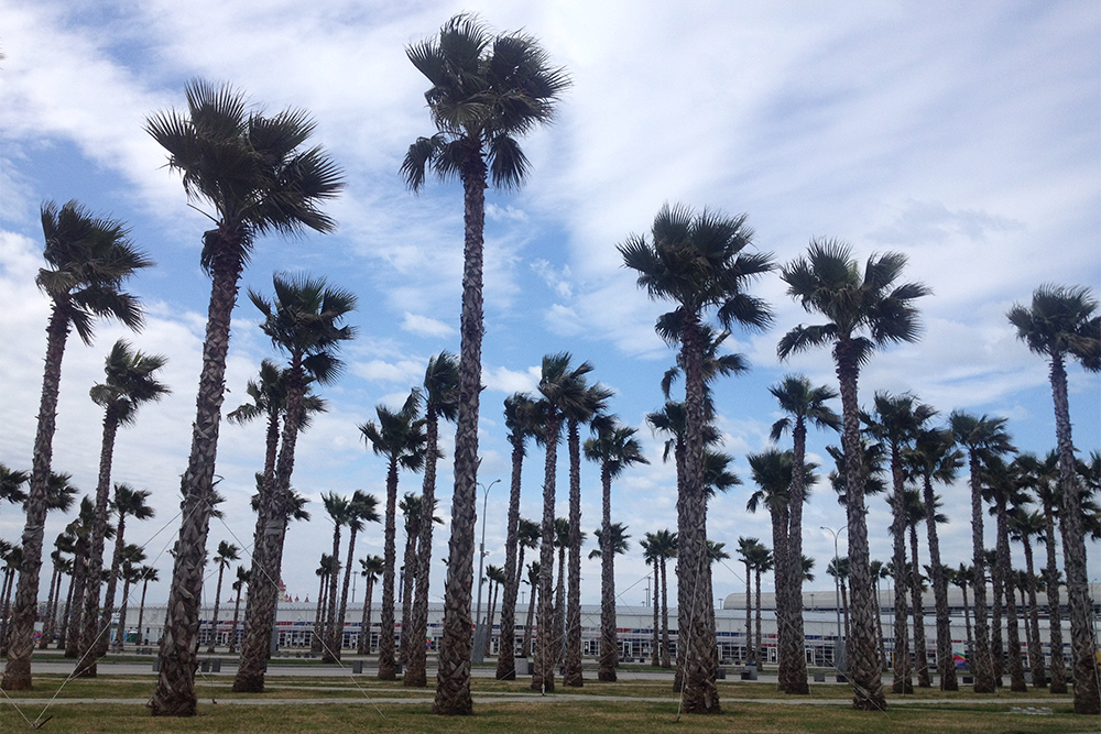 Туристы любят фотографироваться в пальмовой роще у ж/д станции «Имеретинский курорт». Наверное, скоро ее переименуют в «Сириус»