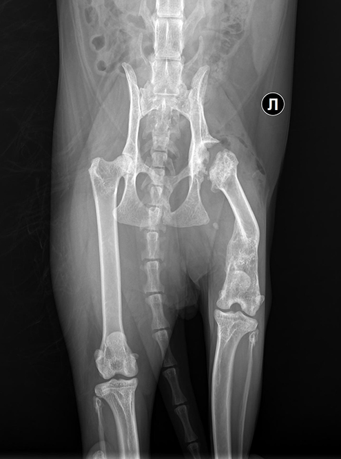 Еще один рентген, уже в другой проекции. Здесь хорошо видно разницу между здоровой правой лапой, которая на рентгене слева, и сломанной левой