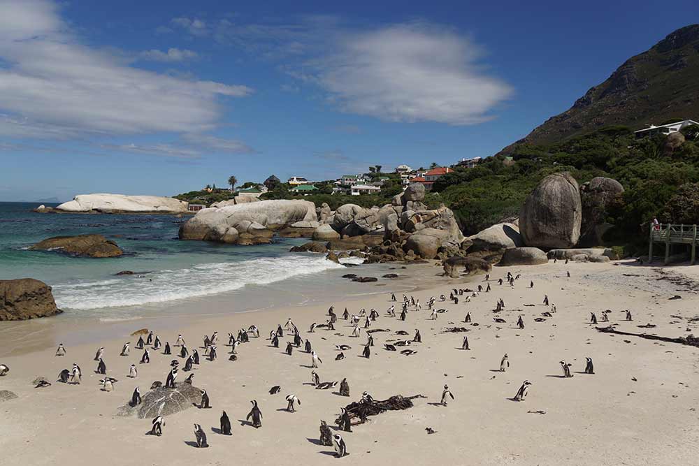В ЮАР огромное количество достопримечательностей и невероятная природа. Вот одно из моих любимых мест — пляж, на котором вольготно разгуливают пингвины