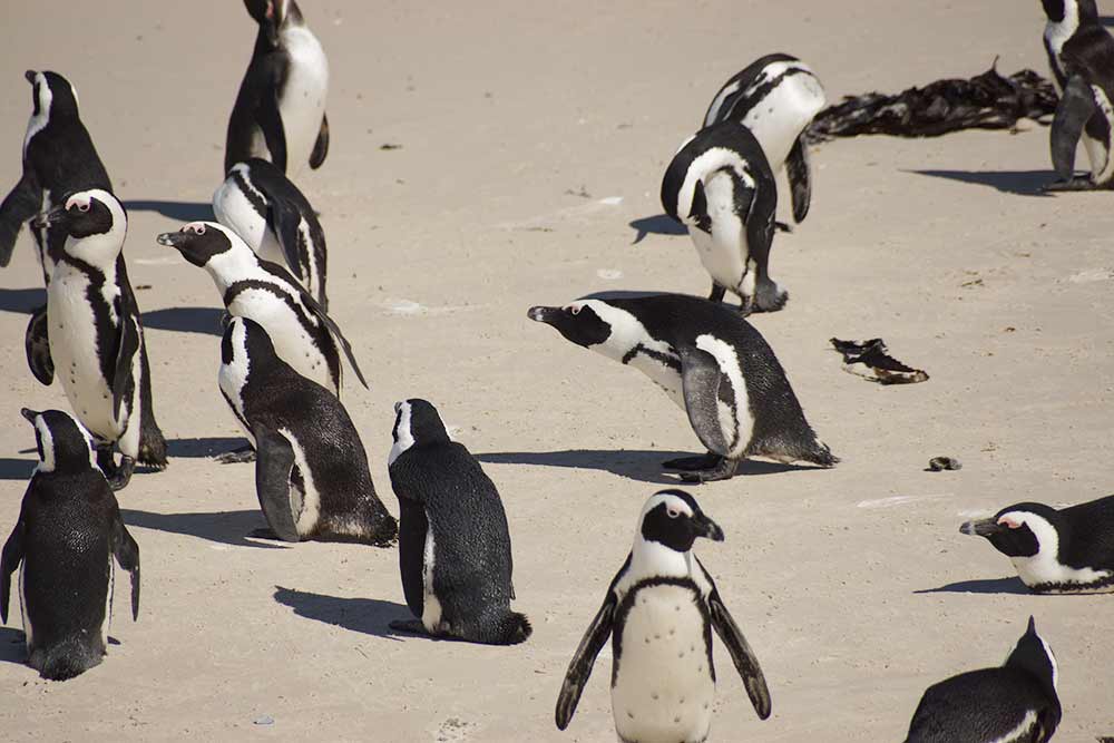 Сначала местные жители пытались бороться с пингвинами, так как те рыли ходы и портили землю. Но вскоре трогать пингвинов запретили, и теперь это любимчики туристов и полноправные жители пляжа